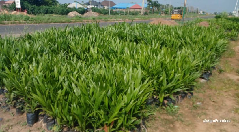 Home Agriculture