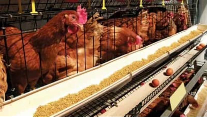Home Agriculture